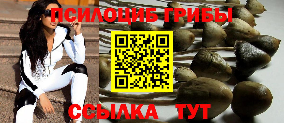 Псилоцибиновые грибы Cubensis Тавда